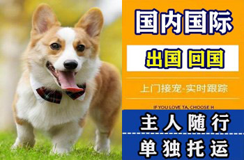 许昌市宠物托运公司许昌市宠物托运公司许昌市宠物托运公司
