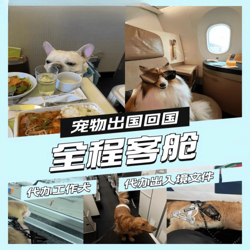 许昌市宠物托运到白俄罗斯宠物入境规定和要求
